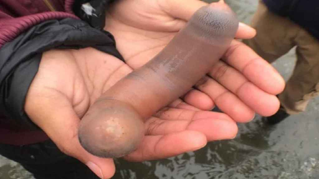 Un 'urechis unicinctus', también conocido como 'pez pene' / INSTAGRAM