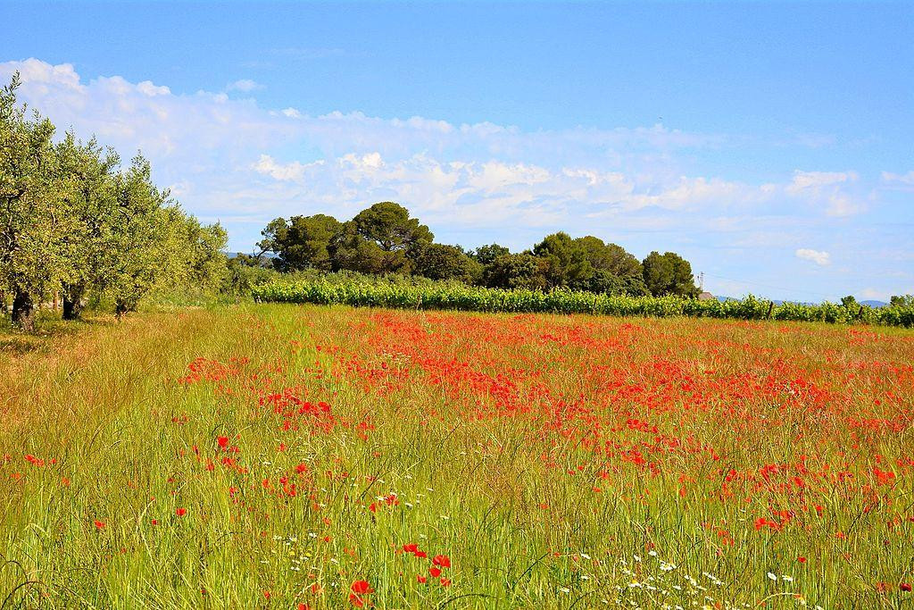 Localidad de El Penedès / Angela llop - CREATIVE COOMONS 4.0