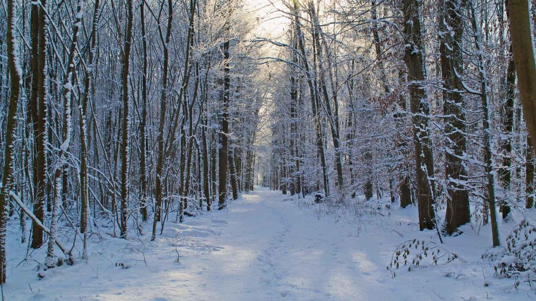 Una foto de archivo de un bosque nevado