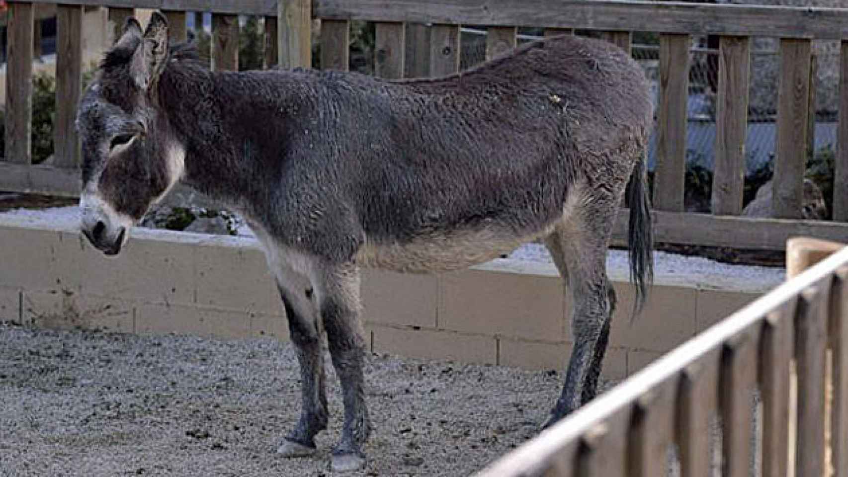 Un burro dentro de un espacio vallado / EFE