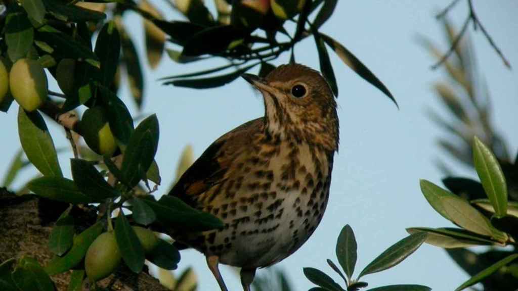 Zorzal común, una de las especies a las que pertenecía uno de los pájaros hallados muertos en Tarragona / BIRDLIFE - EUROPA PRESS