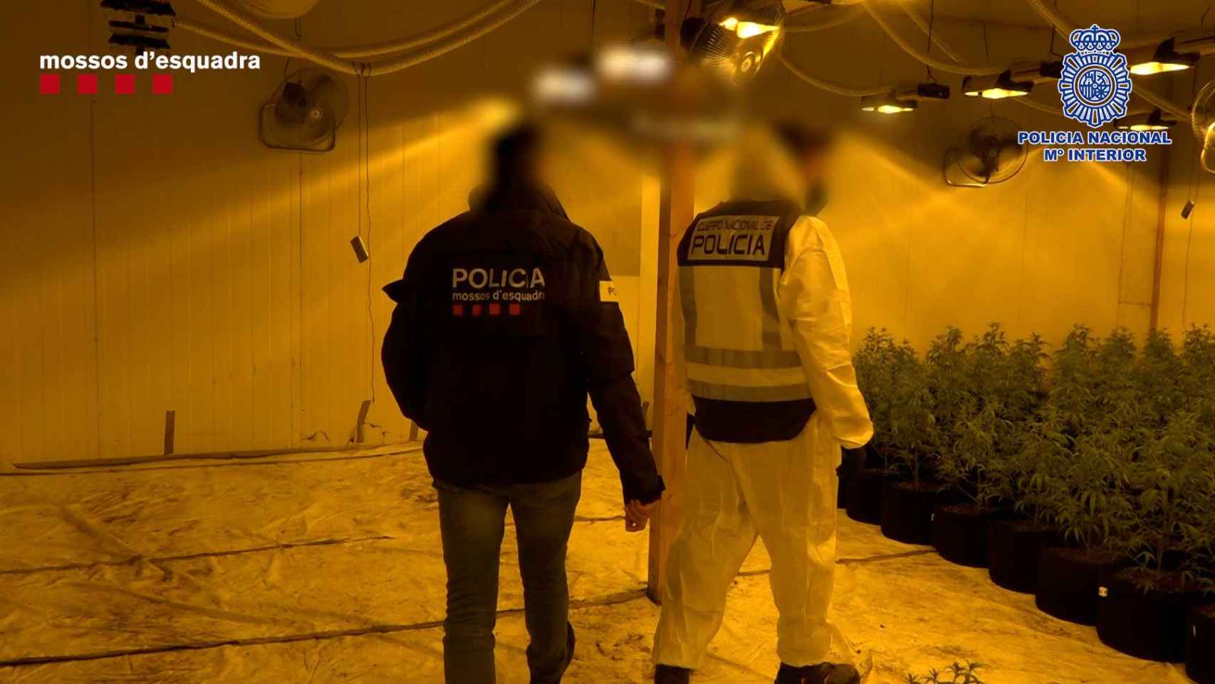 Desmanteladas cinco plantaciones de marihuana en naves industriales del Vallés Occidental / MOSSOS D'ESQUADRA