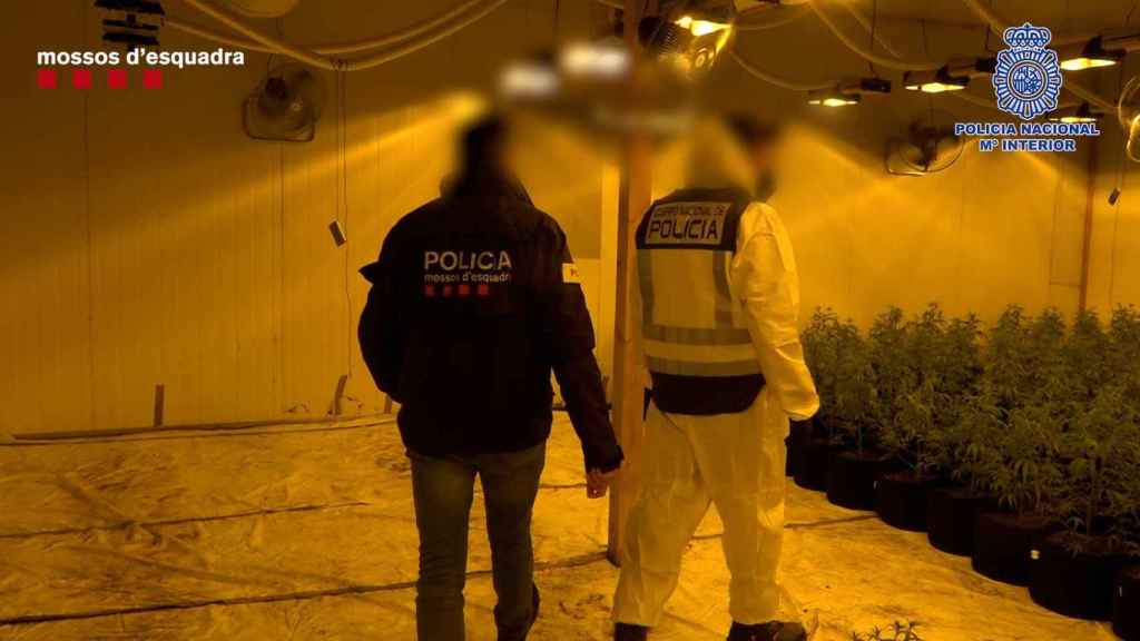 Desmanteladas cinco plantaciones de marihuana en naves industriales del Vallés Occidental / MOSSOS D'ESQUADRA