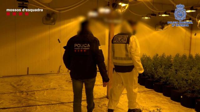 Desmanteladas cinco plantaciones de marihuana en naves industriales del Vallés Occidental / MOSSOS D'ESQUADRA