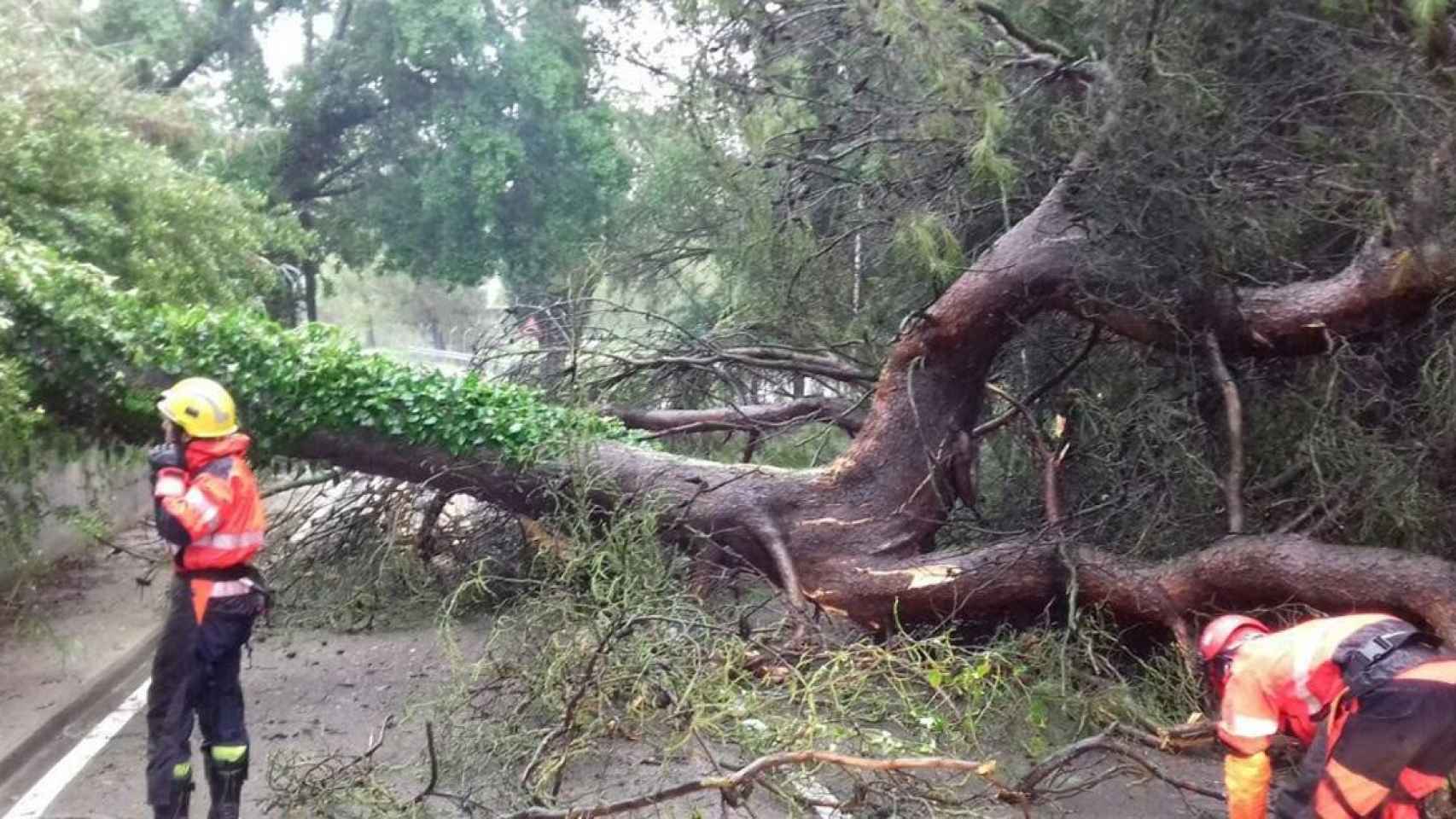 Bombers retiran un árbol de la carretera / EP