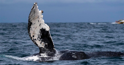 Una ballena jorobada es vista el 30 de julio de 2022 en costas cercanas a la ciudad de Atacames, Esmeraldas (Ecuador) - EFE/José Jácome