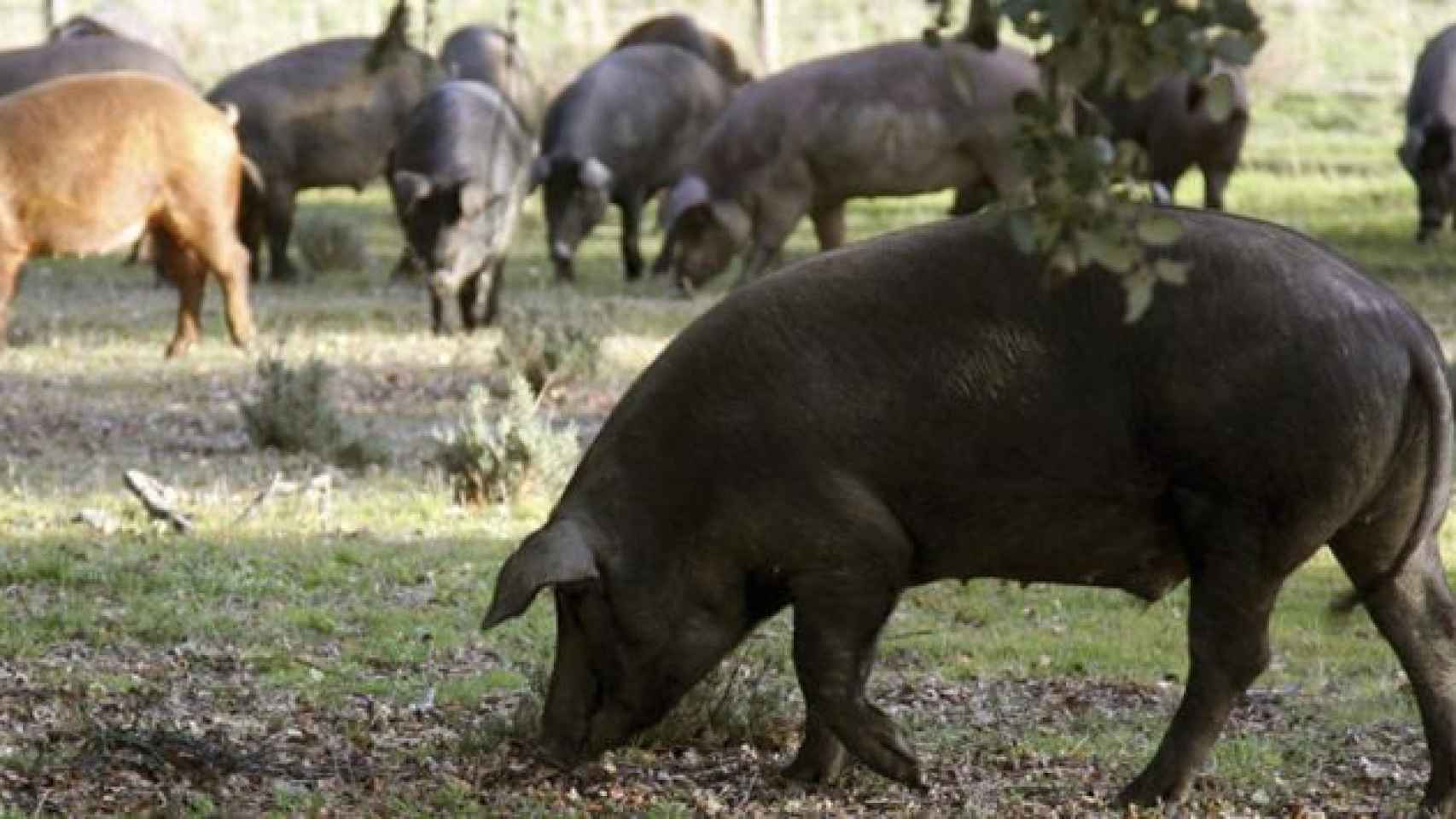 El negocio de los cerdos ibéricos criados en Estados Unidos