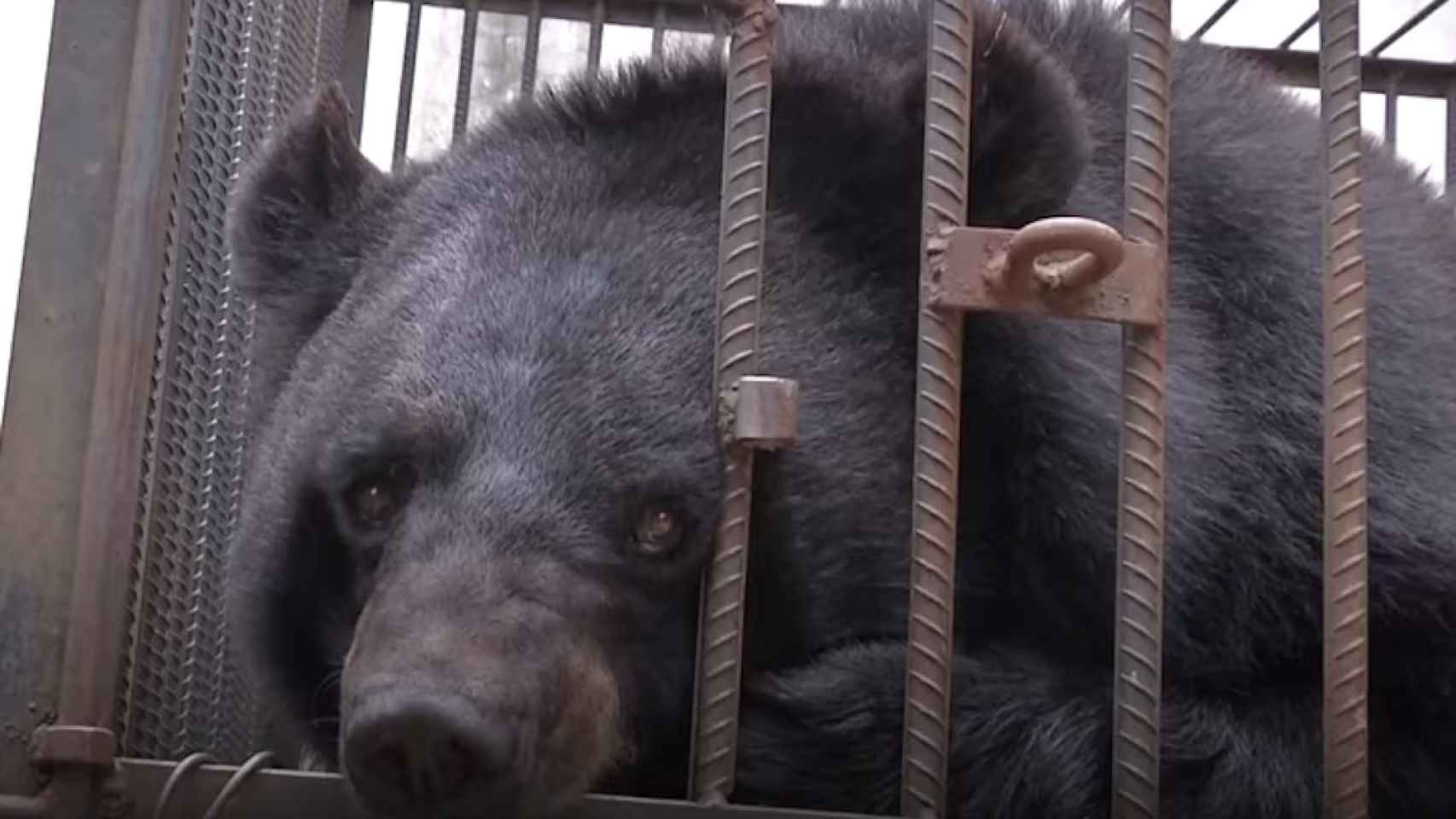 Una foto del oso al que confundieron con un perro