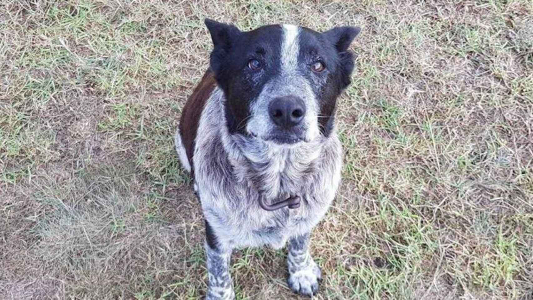 Una foto de archivo de Max, el perro y héroe australiano