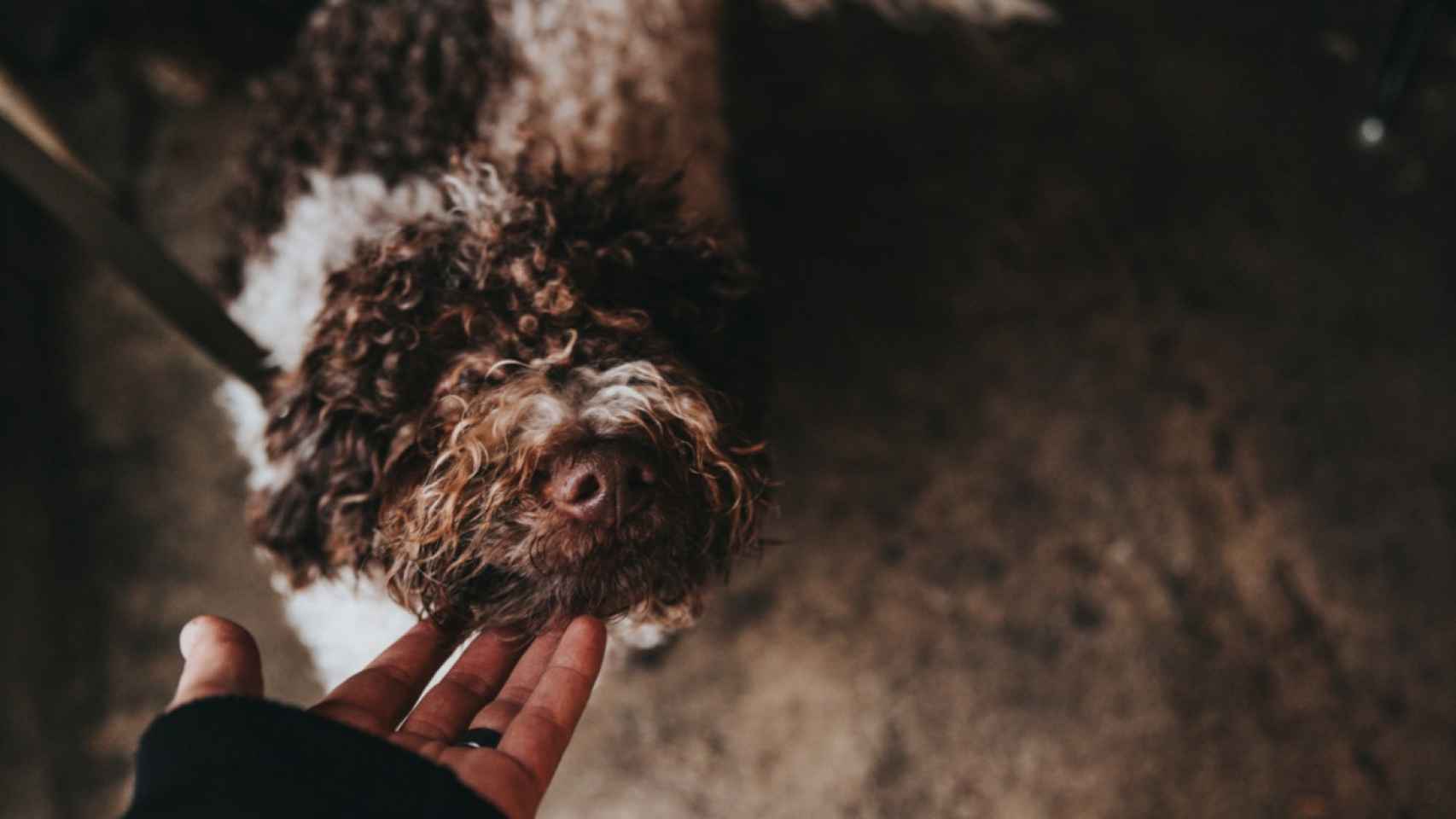 Perro de agua español