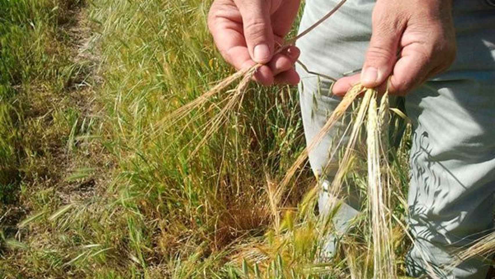 Los agricultores declaran estar afectados por el aumento de los precios del cereal / CG