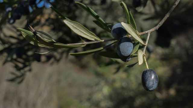 La aceituna negra sufre los aranceles de Estados Unidos