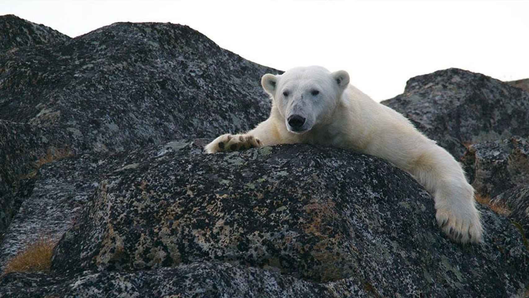 Oso polar, el símbolo del Polar Live Weekend / UNSPLASH