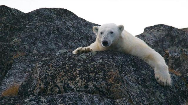 Oso polar, el símbolo del Polar Live Weekend / UNSPLASH