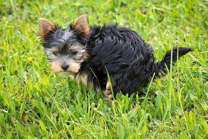 Un perro mirando a su dueño mientras hace caca / PEXELS