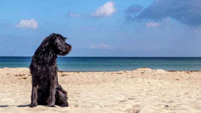 Caldes d'Estrac suma una playa habilitada para los perros del 1 de octubre del 31 de marzo / AJUNTAMENT DE CALDETES