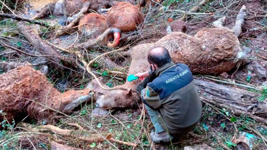 Los caballos fallecidos por culpa del perro, según informa el consistorio / AGENTS RURALS