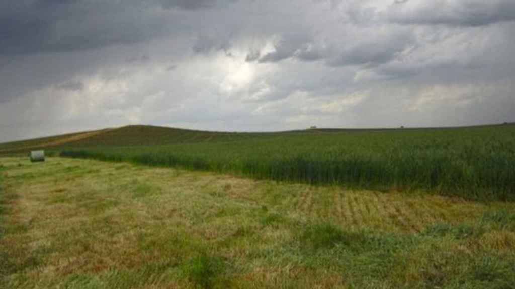 Campo de cereales