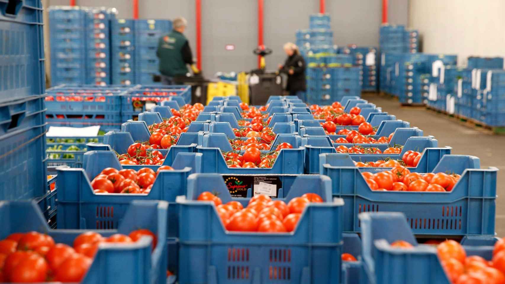 Imagen de archivo de un almacén de hortalizas --tomates en primer término-- de Almería / EFE