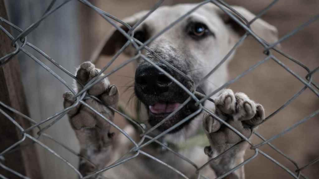 Un perro tras una reja para ilustrar el maltraro animal / EFE