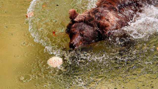 Un oso del Zoo de Barcelona come fruta congelada mientras se de un chapuzón durante la ola de calor / EFE