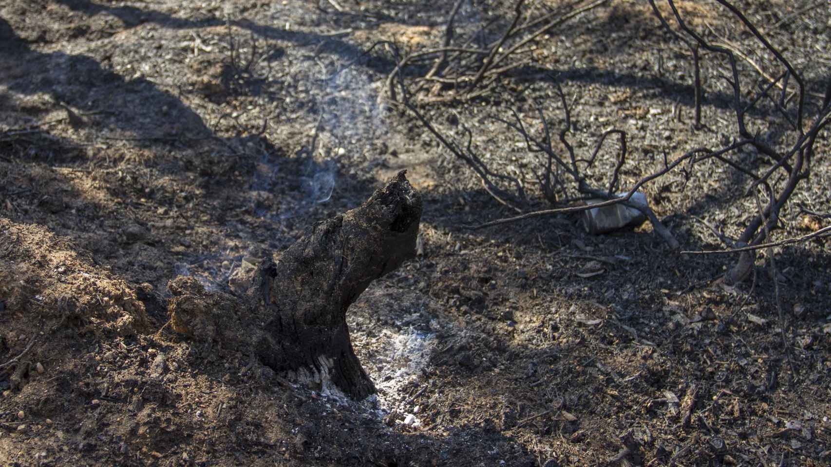 Restos de un incendio forestal / EUROPA PRESS