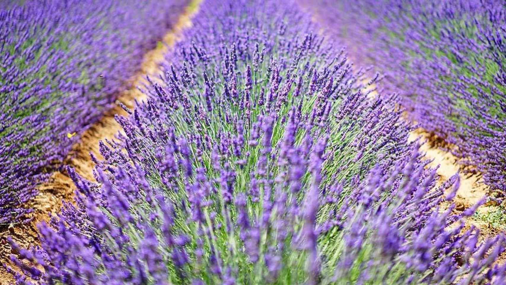 Campo de lavandas en Grasse, uno de los destinos perfectos para una escapada floral en San Valentín / VIAJEROSPIRATAS