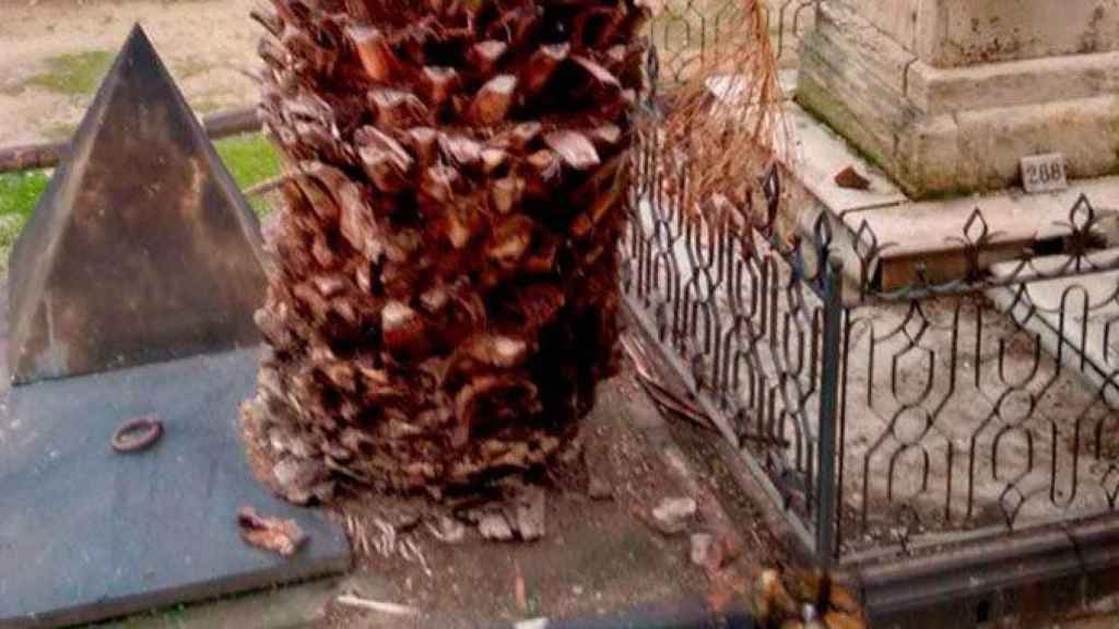 La palmera que ha crecido en un panteón del cementerio de Poblenou / CG