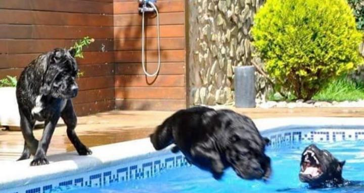 Los perros cane corso se comportan como uno más de la familia mientras vigilan la casa / CORSO X-MAN