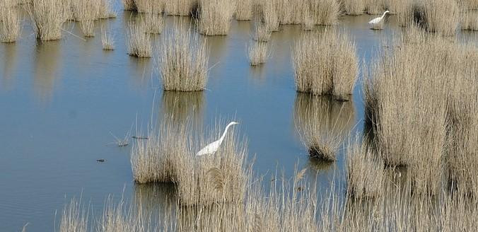 Parque Natural del Delta del Ebro, uno de los parques naturales de Tarragona / PIXABAY