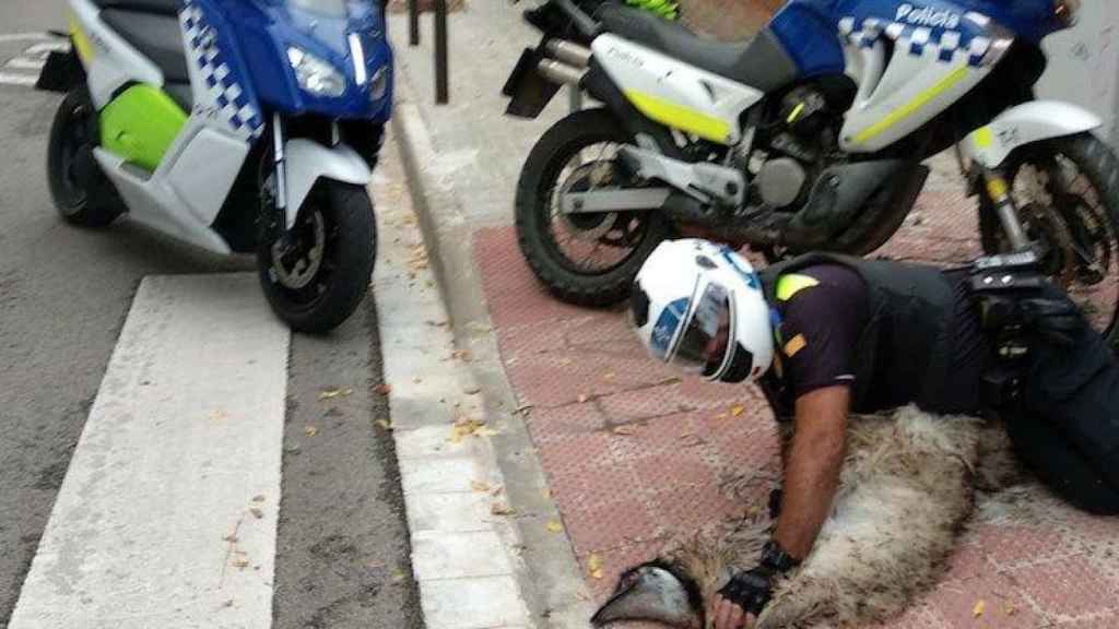 El emú murió tras una persecución policial / @pacmacatalunya