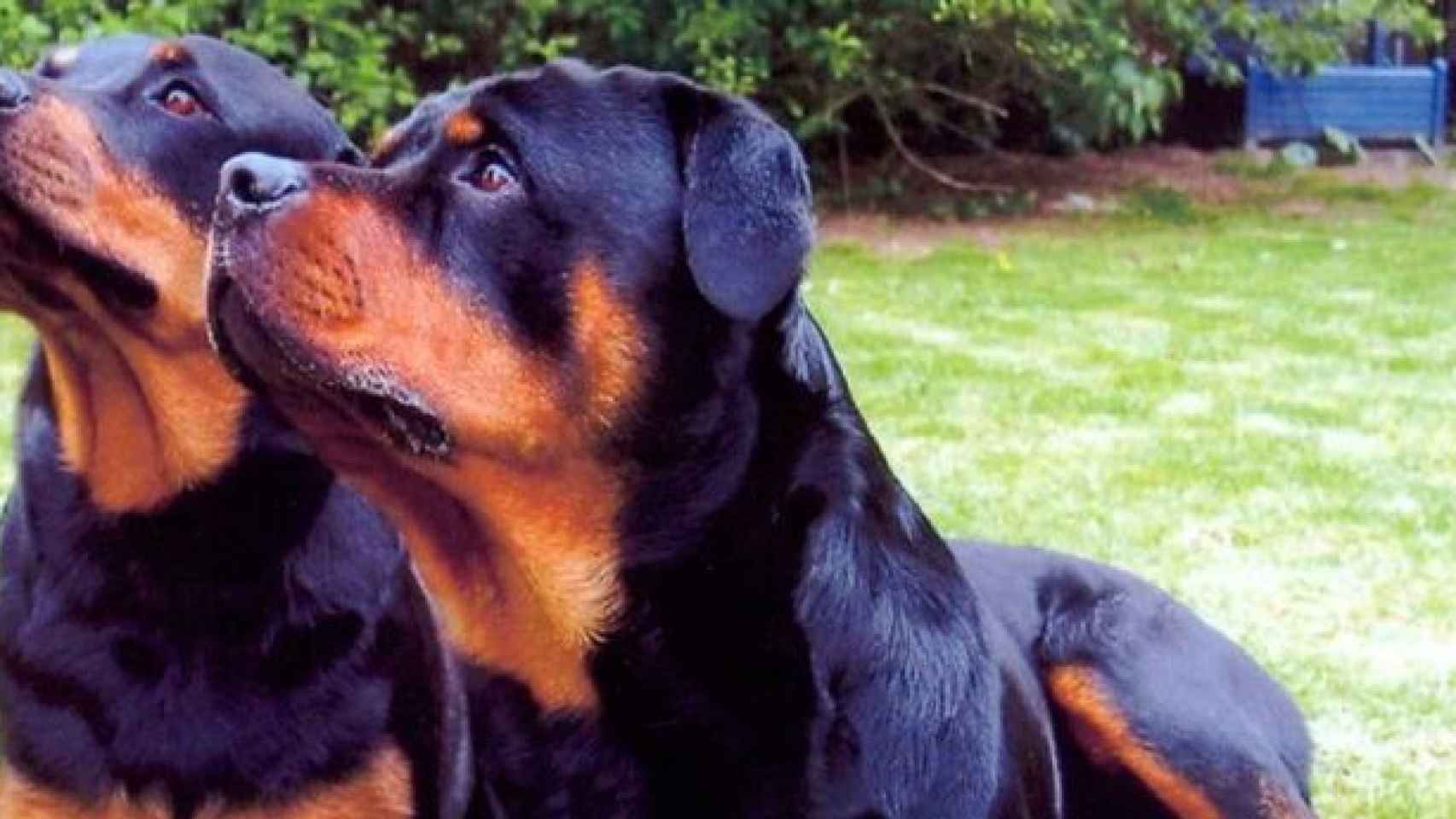 Imagen de dos perros rottweiler / EFE