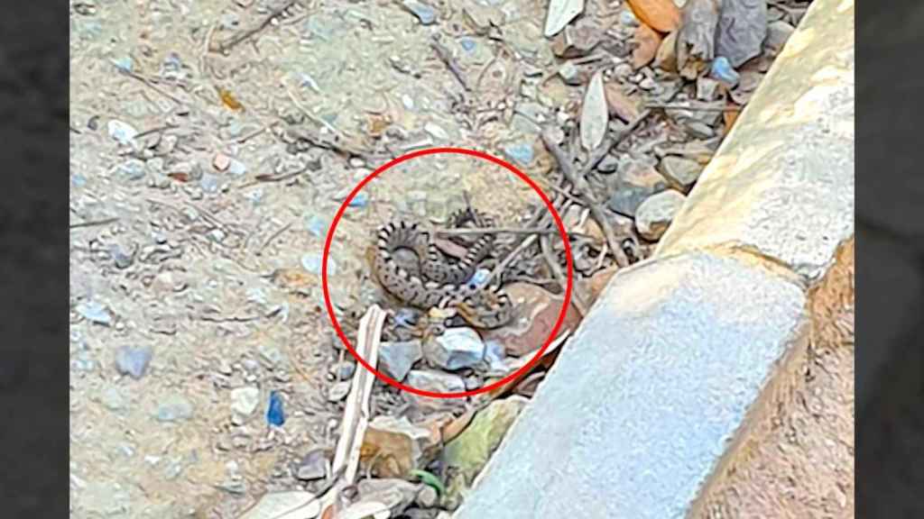 Una serpiente en un parque de un barrio de Barcelona / MA