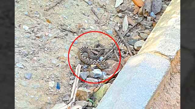 Una serpiente en un parque de un barrio de Barcelona / MA