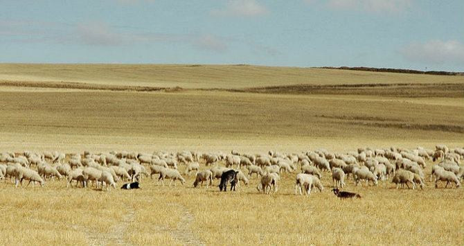 Ovejas en Castilla-La Mancha /Creative Commons /Ruud Zwart