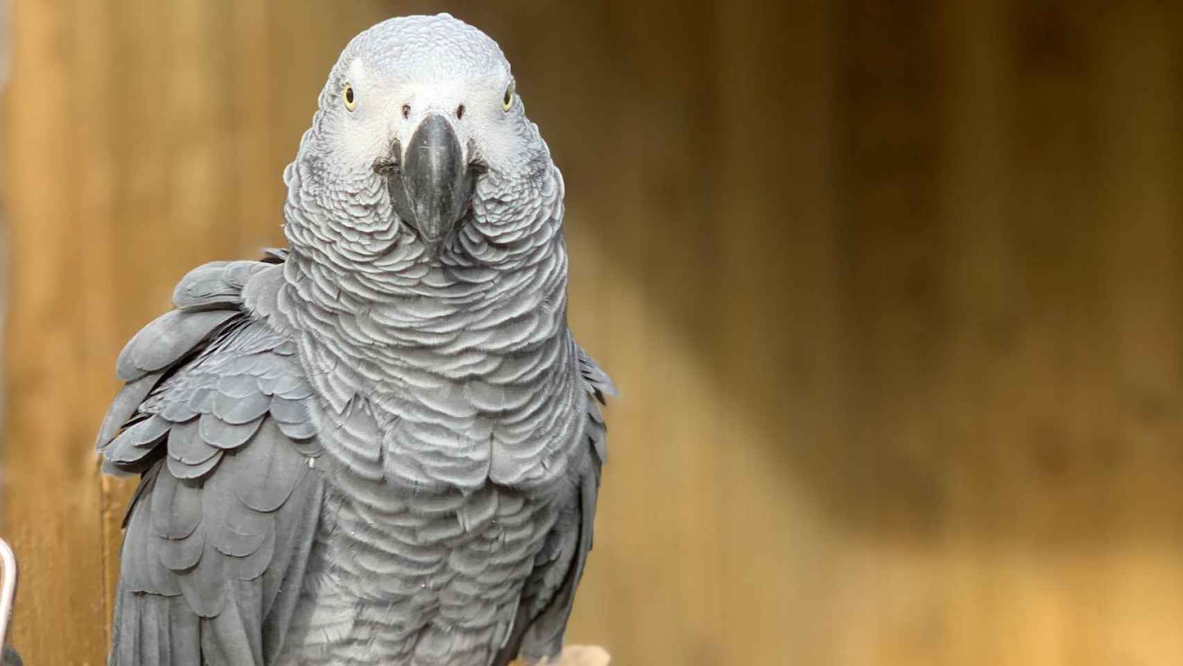 Uno de los loros africanos del Lincolnshire Wildlife Park