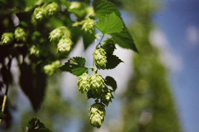 Lúpulo, ingrediente esencial en la elaboración de cerveza / Markus Spiske en UNSPLASH