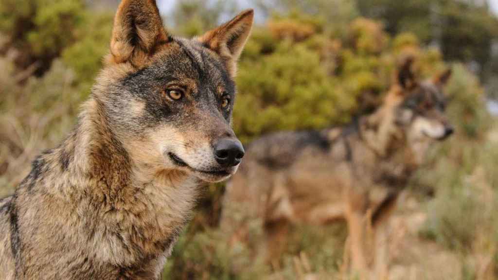 Fotografía de archivo de dos ejemplares de lobo ibérico