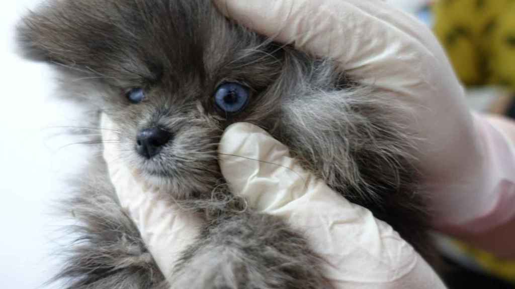 Uno de los cachorros de perro intervenidos / AYUNTAMIENTO DE BARCELONA