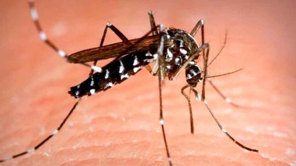 El mosquito tigre (Aedes Albopictus) / EFE