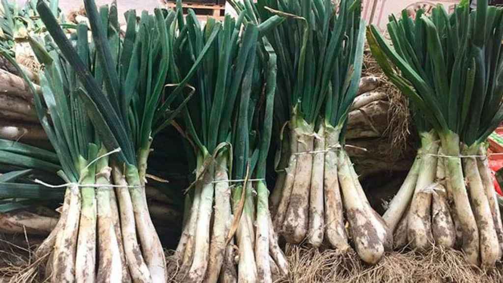 Manojos de 'calçots' / EUROPA PRESS