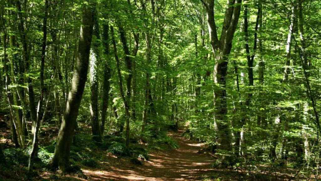 La Fageda d'en Jordà en Cataluña / WIKIMEDIA