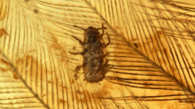 Un piojo en la cabeza de una persona / EP