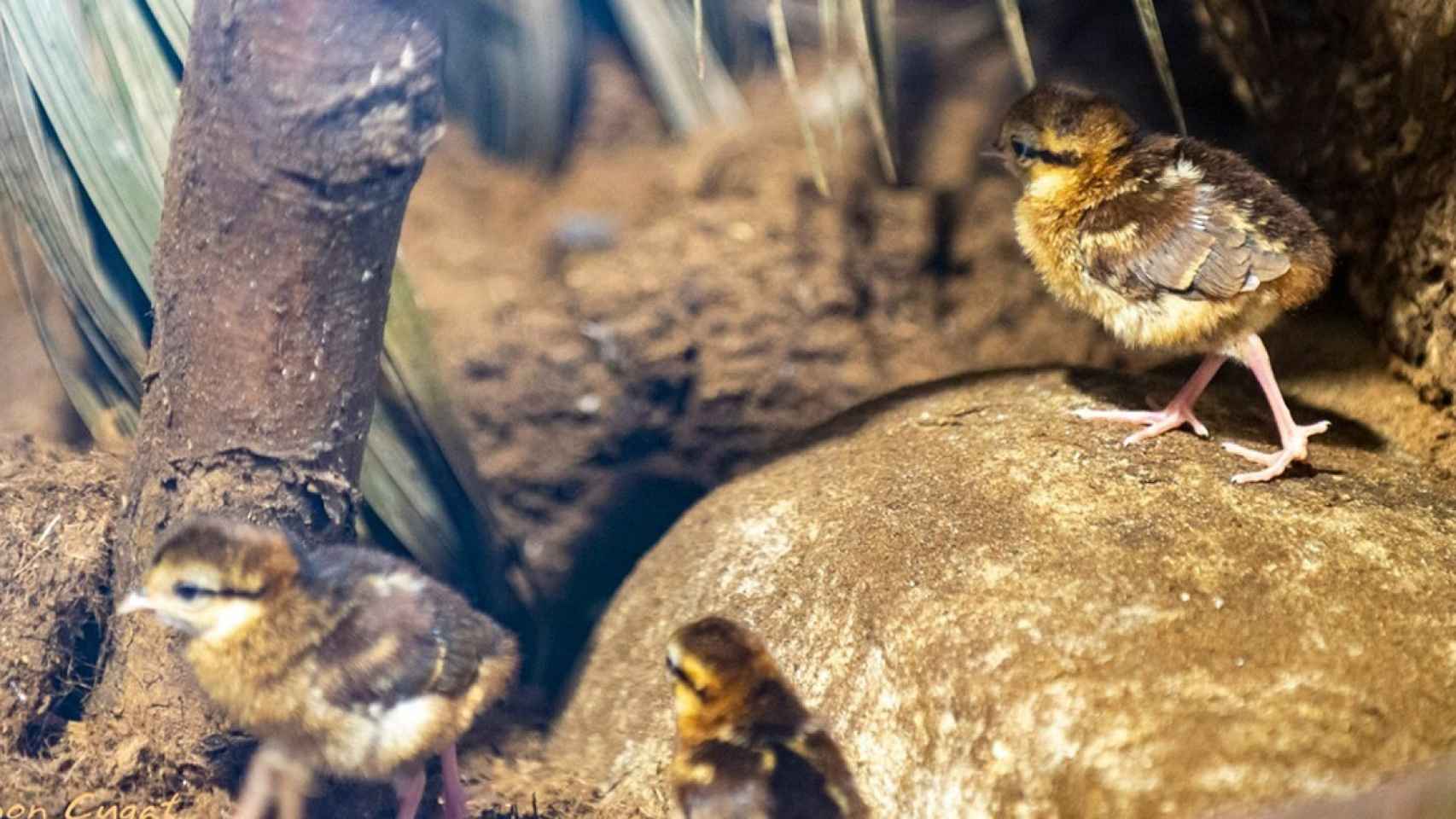 Polluelos de faisán Edwards en Barcelona / AJUNTAMENT DE BARCELONA