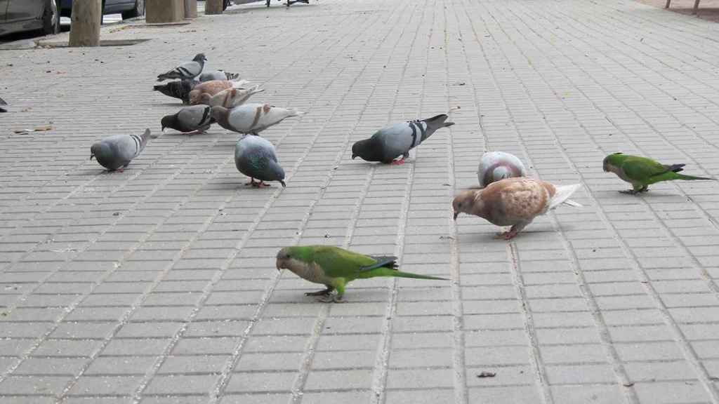 Cotorras y palomas / EUROPA PRESS