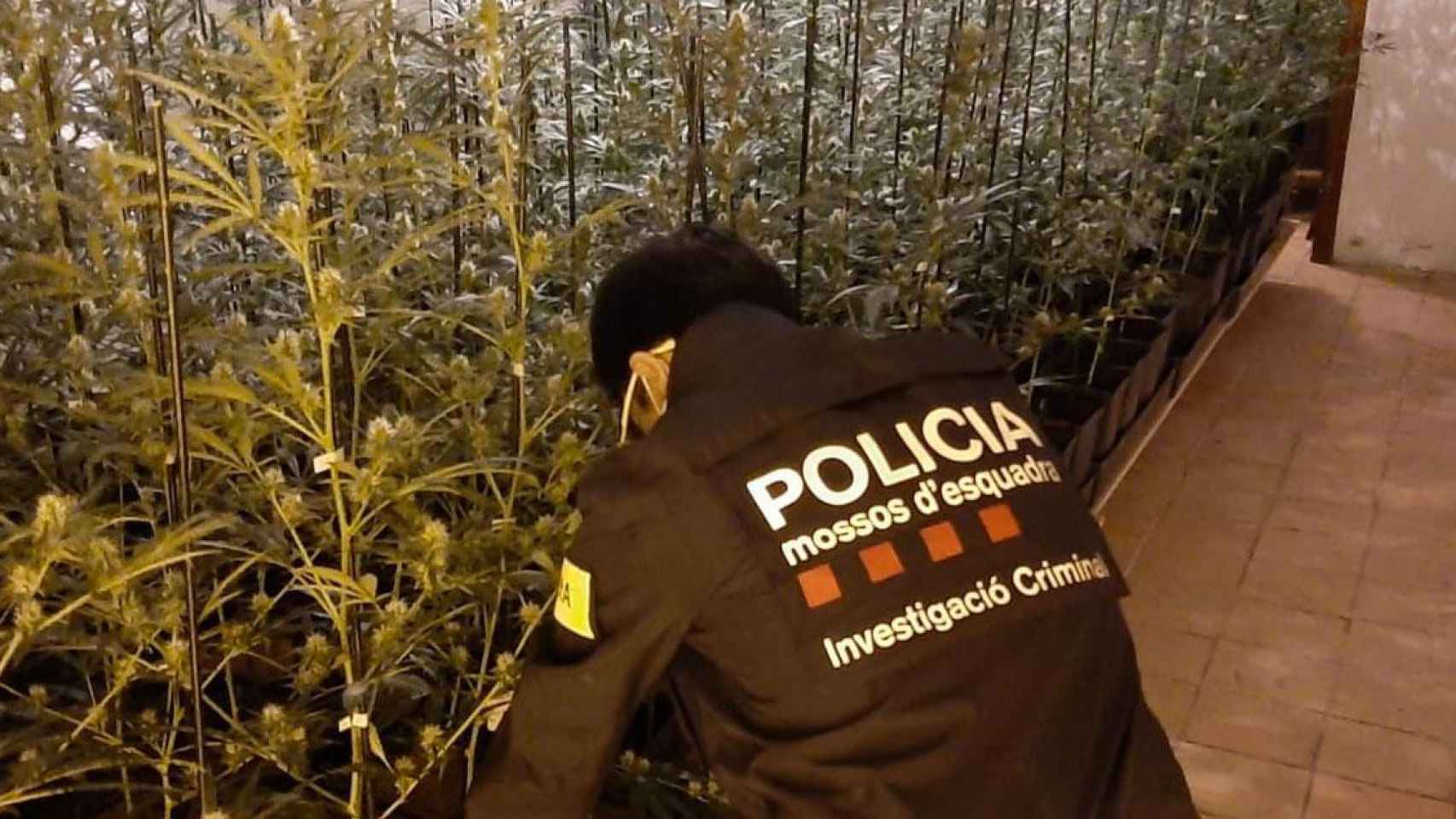 Un mosso en una plantación de marihuana / MOSSOS