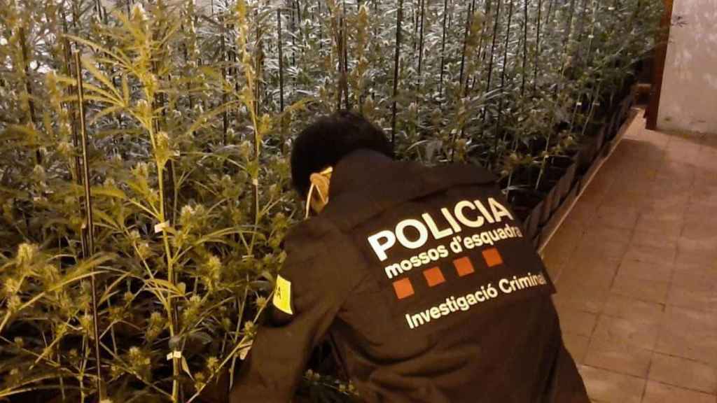 Un mosso en una plantación de marihuana / MOSSOS