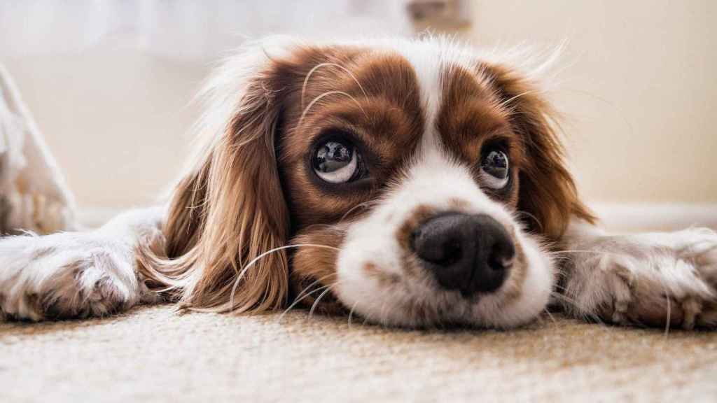 Uno de los perros intoxicados por aflatoxinas / CG