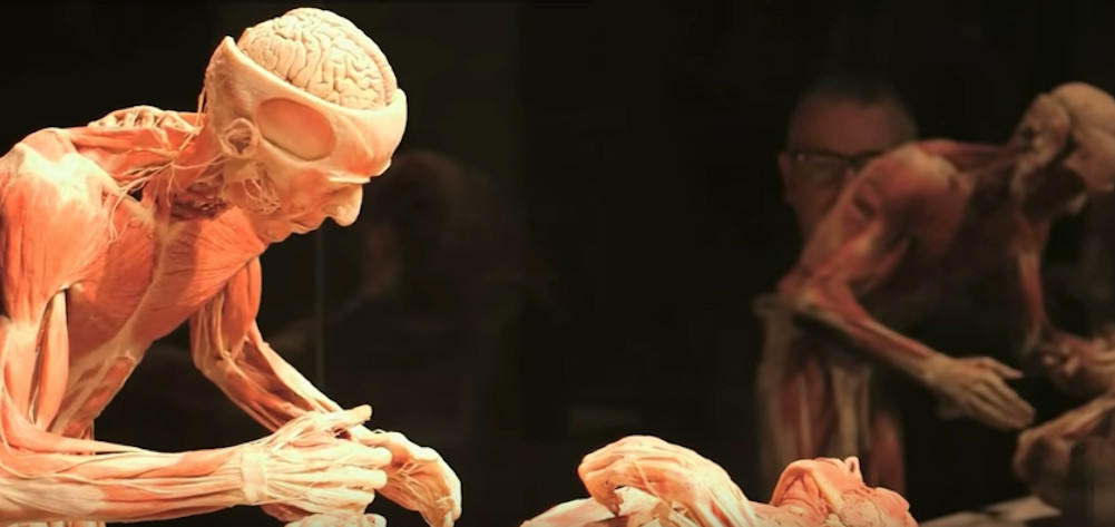 Uno de los cadáveres reales de la exposición 'Body Worlds Vital'