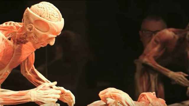 Uno de los cadáveres reales de la exposición 'Body Worlds Vital'